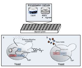 그림 40. Two bioluminescent yeasts that were used for determination of alginate effect on cells sensitivity and productivity