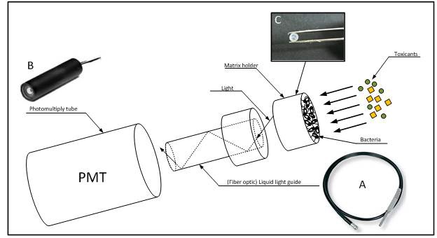 그림 48. The schematic presentation of the fiber optic based biosensor