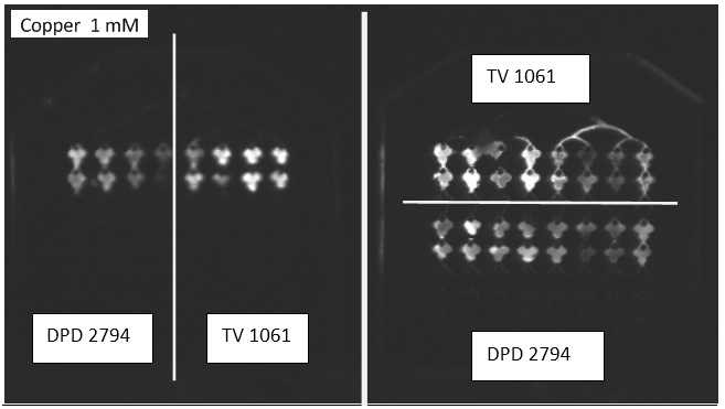 그림 54. Effect of the 1 mM cooper on cells response.