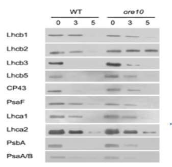 그림 4. Immunoblot analysis을 통해 야생형과 ore10 돌연변이체의 노화 과정 중 광합성 관련 단백질의 분해 분석