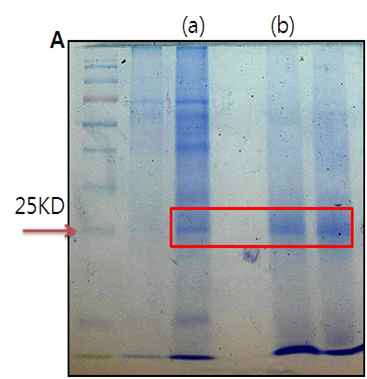 그림 5. Aggregate의 단백질 조성확인을 위한 SDS-PAGE결과