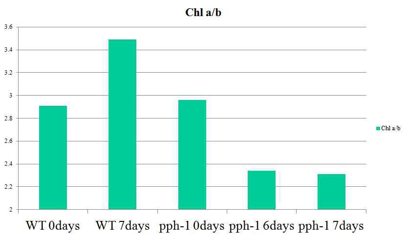 그림 9. 암유도 노화 과정동안의 야생형과 pph-1 돌연변이체의 엽록소 a/b 비율 변화.