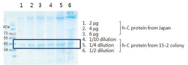 그림 2. 정제된 C-protein