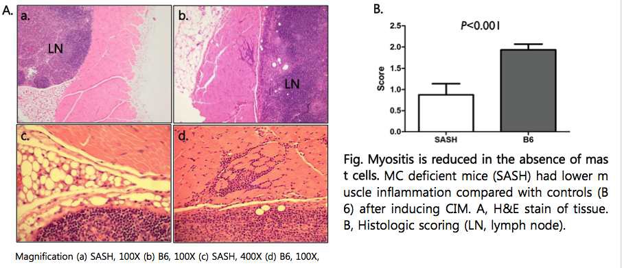 Fig. Myositis is reduced in the absence of mast cells.