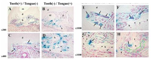 그림 4. ROSA26-lacZ transgenic mouse의 치아(tooth (+))를 non-transgenic mouse의 혀(tongue(-))에 이 식한 경우와 그 반대의 경우에서 X-gal 염색 후 조직의 절단 표본.