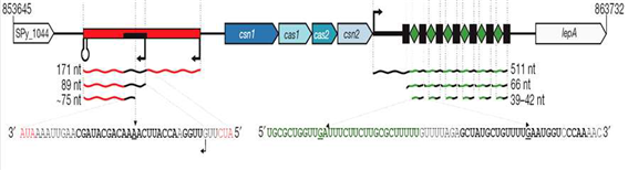 그림 2. S. pyogenes SF370의 CRISPR-Cas system