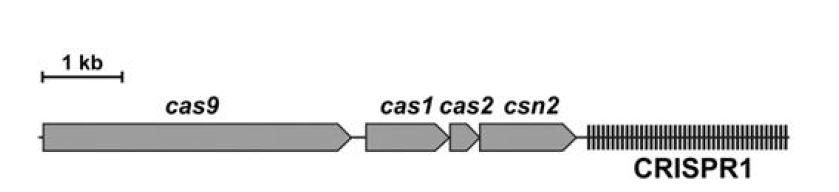그림 3. S. thermophilus DGCC7710: CRISPR3, Type II-A
