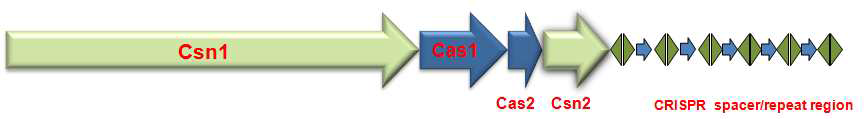 그림 1-1. Nmeni subtype-specific CRISPR/Cas system