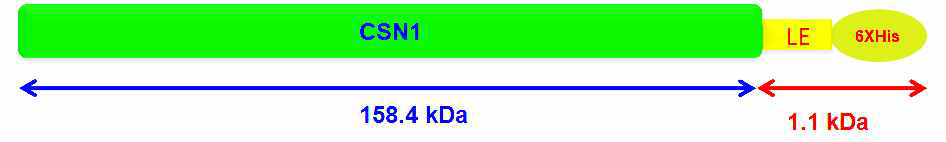 그림 2-1. recombinant Csn1 from Streptococcus pyogenes