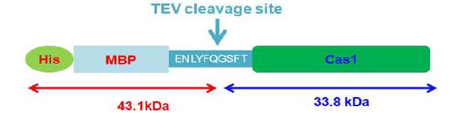 그림 3-1. recombinant Cas1 from Streptococcus pyogenes M1