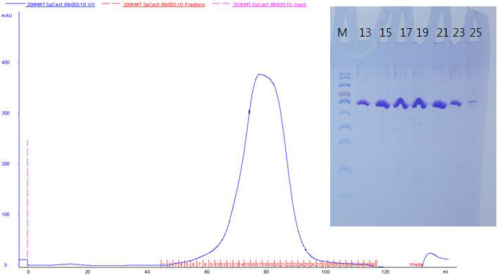 그림 7-5. HMT-SpCas1-ntd 단백질 분리 및 정제