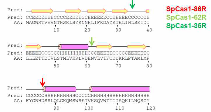 그림 8-5. SpCas1-N-terminal domain truncates design
