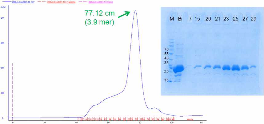 그림 9-2. LmCsn2 purification
