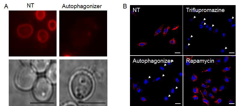 그림 8. (A) 효모에서 autophagonizer에 의해 FM4-64 endocytosis를 저해함. (B)동물세포에서 autophagonizer는 transferrin endocytosis를 저해함