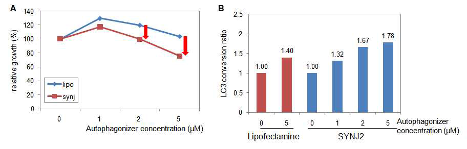 그림 9. SYNJ2의 과발현은 autophagonizer의 세포성장 저해 및 LC3 conversion을 강하게 나타나게 함.