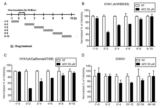 그림 13. Time-of-addition scheme. 바이러스 감염 후 약물의 처리 시간을 나타냄. (B) Influenza 바이러스 strain H1N1 (A/WSN/33)에서 early time에 약물 처리 했을 때 바이러스 감염이 저해됨. (C) H1N1 (A/California/07/09) 에서도 early time에서 바이러스 감염을 저해함. (D) Chikungunya 바이러스 역시 early time에서 바이러스 감염을 저해함