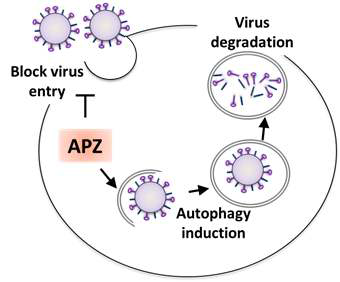 그림 15. Autophagonizer는 endocytososis 저해하고 오토파지를 유도하여 항바이러스 효과를 보임.