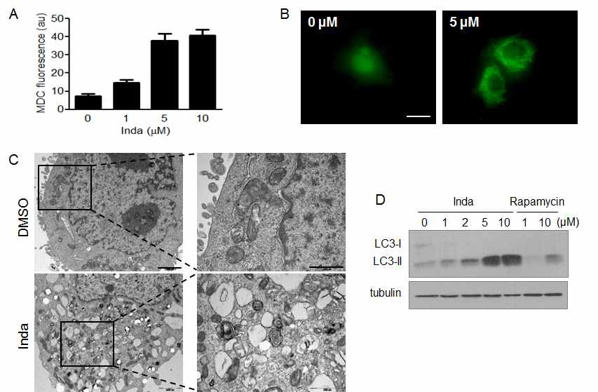 그림 18. (A) Inda는 오토파지를 유도함. MDC 형광이 증가함. (B) EGFP-LC3가 증가함. (C) 전자현미경 이미지를 통해 autophagic vacuole 형성을 관찰함. (D) Inda는 LC3 conversion을 유도함