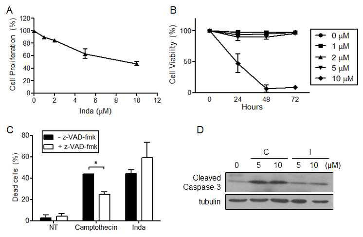 그림 19. (A) 세포 성장이 억제됨. (B) 세포 viability가 10 μM에서 50% 이하로 떨어짐. (C) apoptosis inhibitor z-VAD-fmk를 처리해도 inda에 의한 세포사멸은 저해되지 않음. (D) Cleaved caspase-3는 inda에 의해 증가되지 앉음