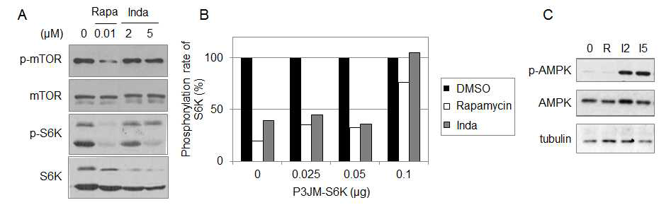 그림 20. (A) Inda는 mTOR/S6K 활성을 저해함. (B) S6K를 과발현 시킨 세포에서 inda에 의해 저해된 활성이 다시 rescue됨. (C) Inda는 mTOR 상위에 있는 AMPK 신호를 증가시킴