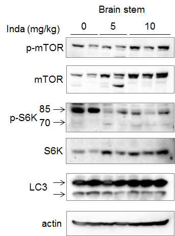그림 21. Inda는 mouse model에서 p-mTOR와 p-S6K 활성을 저해함. LC3 conversion은 약하게 증가함