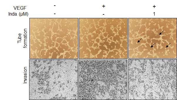 그림 22. Inda는 in vitro 혈관신생을 저해함