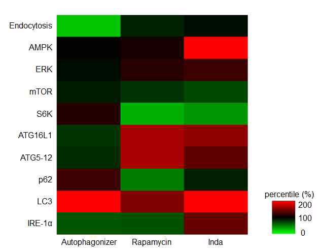 그림 25. autophagonizer, rapamycin, inda의 세포 내 신호전달 heatmap. 세 물질 모두 다른 신호전달 체계를 가짐.