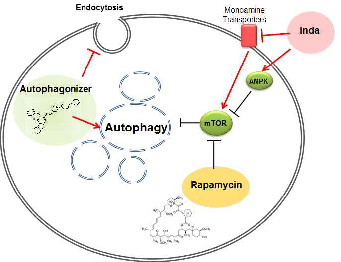 그림 26. Autophagonizer와 inda는 rapamycin과는 다른 작용기전으로 오토파지를 유도함