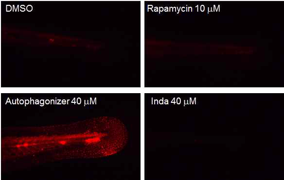 그림 28. Zebrafish에서 오토파지 활성을 관찰함.