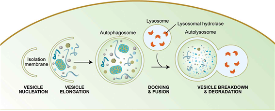 그림 1. 오토파지 “자식작용”