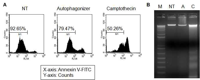 그림 2. Annexin-V 양을 FITC 형광으로 측정하여 세포사멸을 구분함. (B) DNA fragmentation assay.