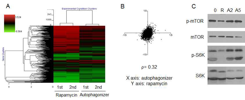 그림 6. (A) Rapamycin과 autophagonizer의 microarray 분석. (B) Microarray 분석결과 rapamycin과 autophagonizer은 correlation 값이 낮음. (C) Autophagonizer는 mTOR/S6K 신호전달에 관여하지 않음