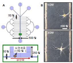 그림 10. A) 세포배양을 위한 마이크로채널, B) 마이크로채널에서 배양된 군소의 신경세포