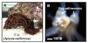 그림 9. A) 군소, B) 선행연구에 사용된 bag cell neurons