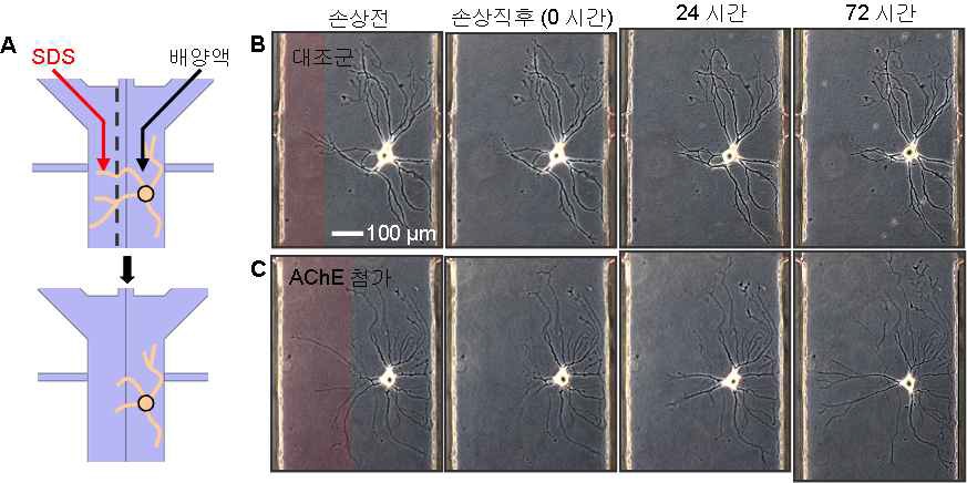 그림 11. A) 마이크로채널 내에서 신경세포의 부분적 손상을 위한 개념도, B) AChE 등의 neurotrophic factor를 통한 신경세포의 재생촉진