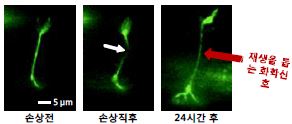 그림 18. 신경세포 재생에 관련된 화학신호의 존재를 보여주는 예