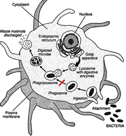 그림 4) 대식세포의 식세포 작용