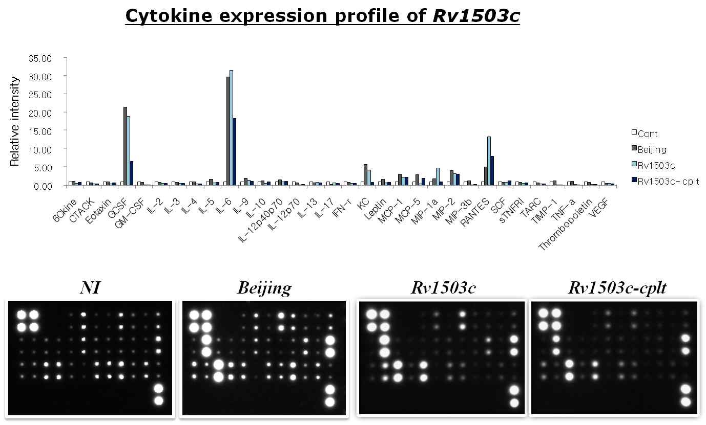 그림 8) Rv1503c가 감염된 대식세포의 사이토카인 발현