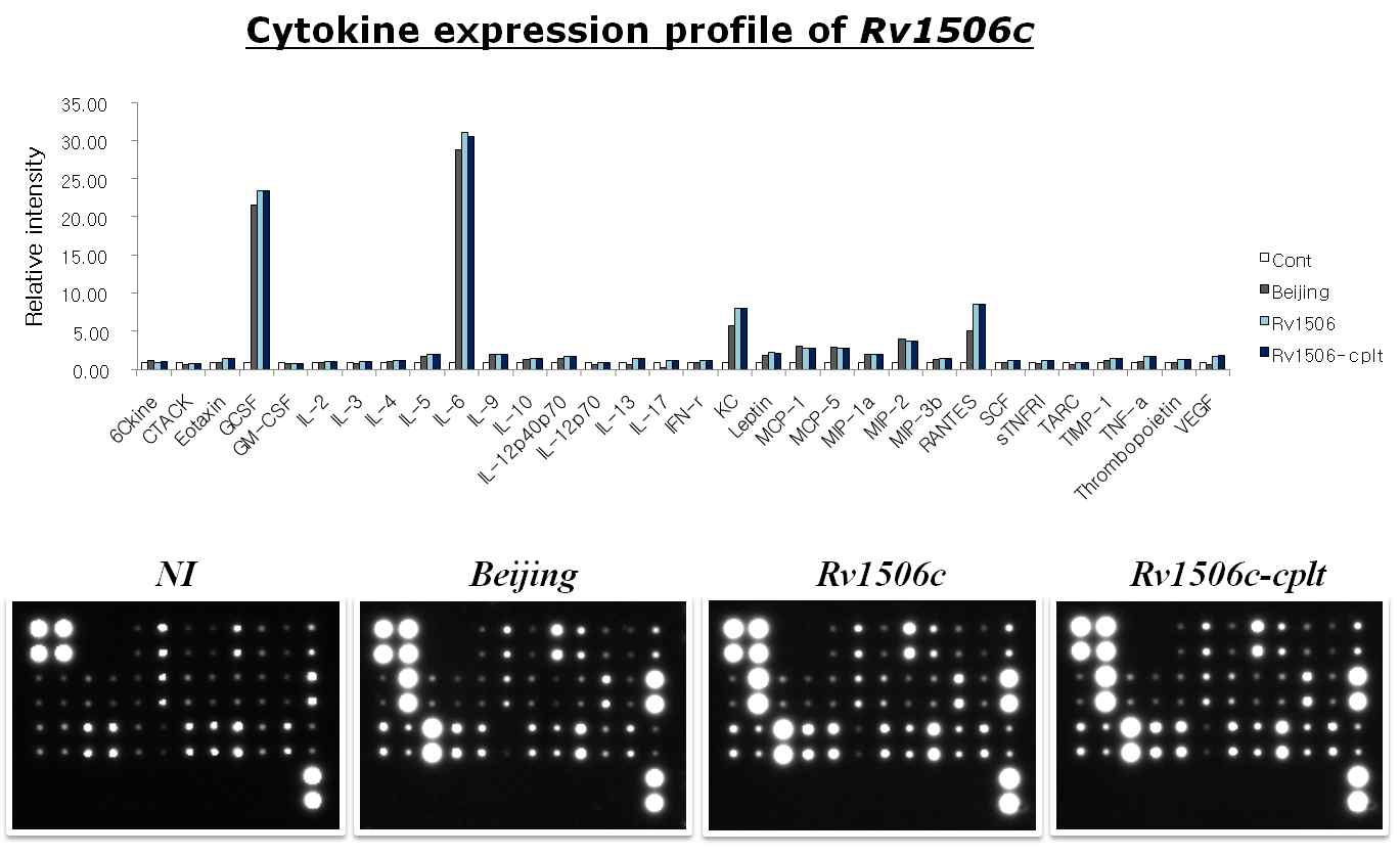그림 9) Rv1506c 돌연변이체를 대식세포에 감염시켰을 때 나타나는 사이토카인 프로파일