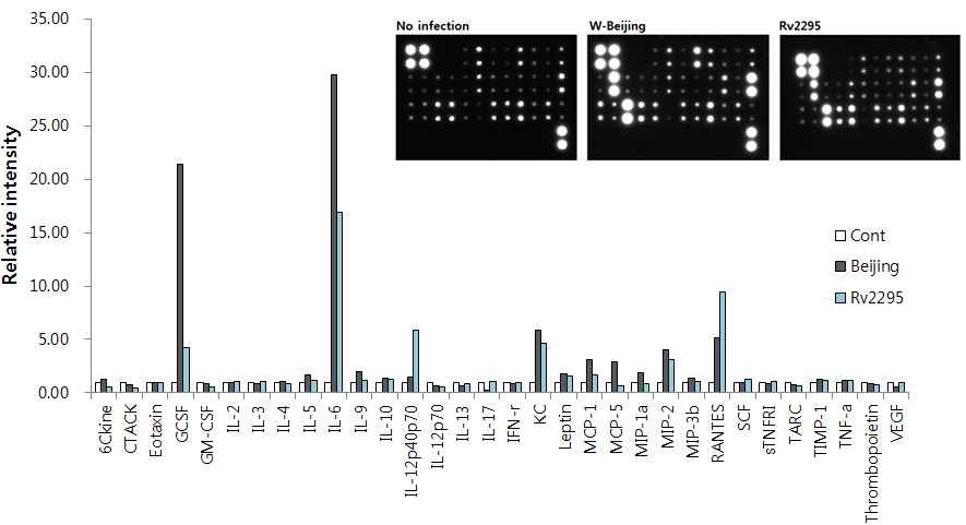 그림 10) Rv2295 돌연변이체를 대식세포에 감염시켰을 때 나타나는 사이토카인 프로파일