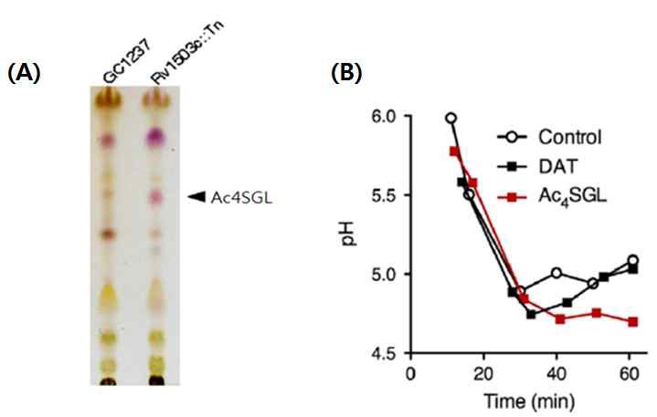그림 18) Rv1503c의 Thin Layer Chromatography를 통한 지질막 분석 (A) 및 순수 분리된 지질 (AcSGL)감염된 대식세포의 pH 변화