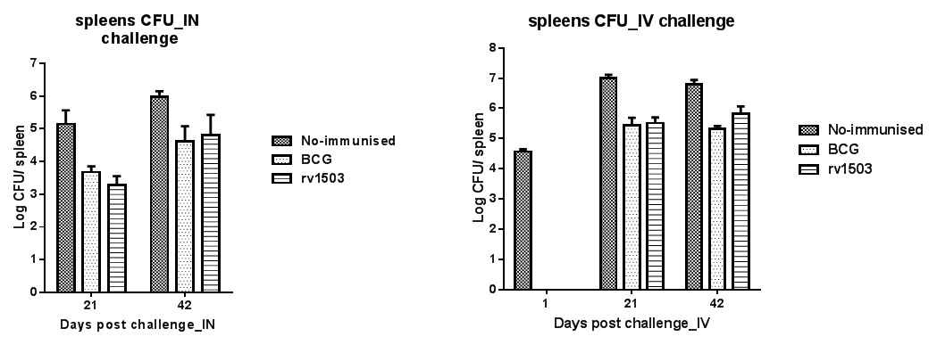 그림 21) Rv1503c KO 돌연변이체의 BCG 백신과 비교한 백신 효과 검사. 각 돌연변이체들로 면역이된 마우스를 W-Beijing GC 1237로 I.N. 감염시켰을시 보이는 폐와 비장의 결핵균 수를 카운팅 하였다