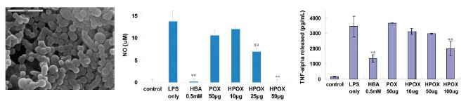그림 6. HPOX 나노입자의 항산화 및 항염증효과