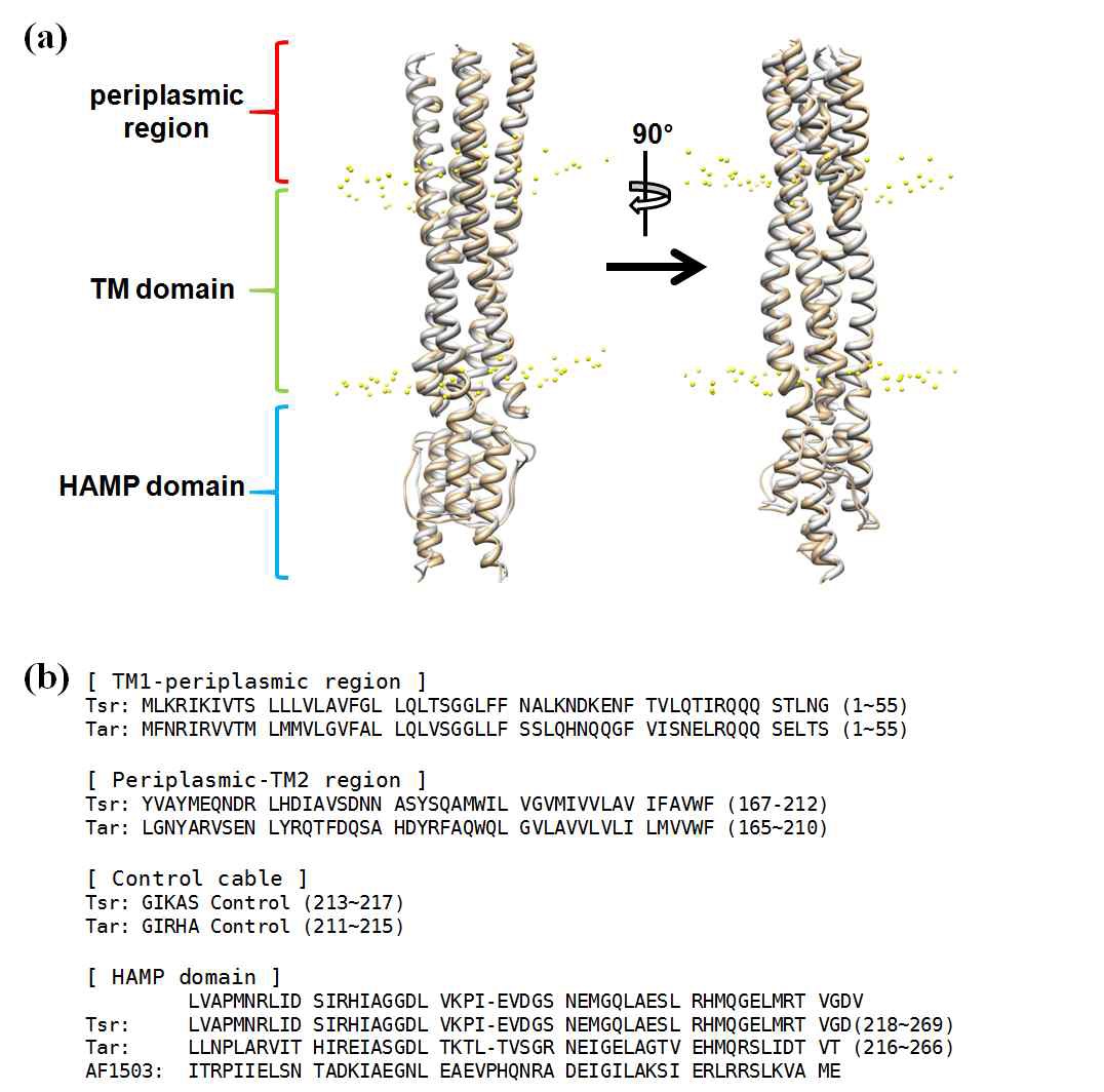 그림 3-1. (a) Equilibrated Tar-Af1503 chimera AA state model structure (tan) and initial model of Tsr structure (lightgray) are shown. Tsr model structure is modeled by template-based modeling using Tar-Af1503 AA state model as template. Phosphate atoms in lipid bilayer is depicted as ball representation colored yellow. Location of Tsr model structure in lipid bilayer is determined by matching Tar AA state model. (b) Sequence alignment used in template-based modeling. Only HAMP domain uses Af1503 sequence alignment because template HAMP domain is Af1503.