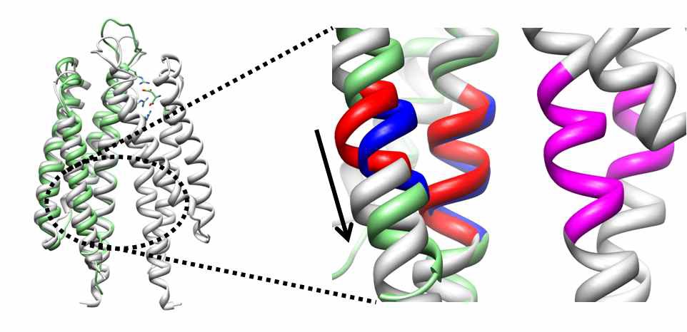 그림 3-3. Ligand binding domain of Tar (AA: light-gray, AH: Green). The residues which are used for distance restraints generation are colored with red(AA only), blue(AH only) and magenta(both AA and AH) of the right panel. Black arrow represents piston motion induced by ligand binding. This motion is transmitted to TM2’ helix.