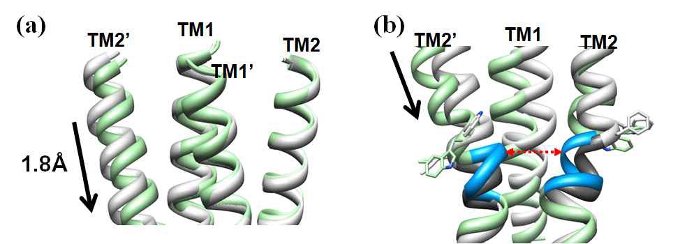 그림 3-4. Average strutures of (a) periplasmic and (b) control cable region of the Tsr simulation. Light gray and light green color represents AA and AH structure, respectively. The control cable are depicted by dim gray (AA) and sky blue (AH) color. The black arrow means the downward piston motion applied by distance restraints. (a) The piston motion is locally affect only TM2’ helice. (b) The interchain distance between control cable are contracted in AH simulation, pointed by red dot arrow. In (b), TM1’ helices and hydrogen atoms are hidden for clear view. The atoms and bonds of cytoplasmic lipid bilayer anchoring residues, Trp211 and Phe212, are explicitly shown