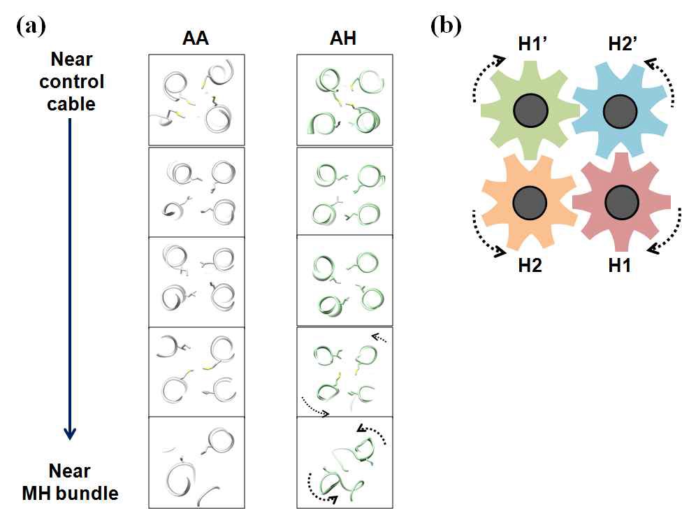 그림 3-6. Structural feature of HAMP domain in view of the gear mechanism shown in (b). The rotation which agrees with suggested mechanism are shown by the dotted arrows in (a).