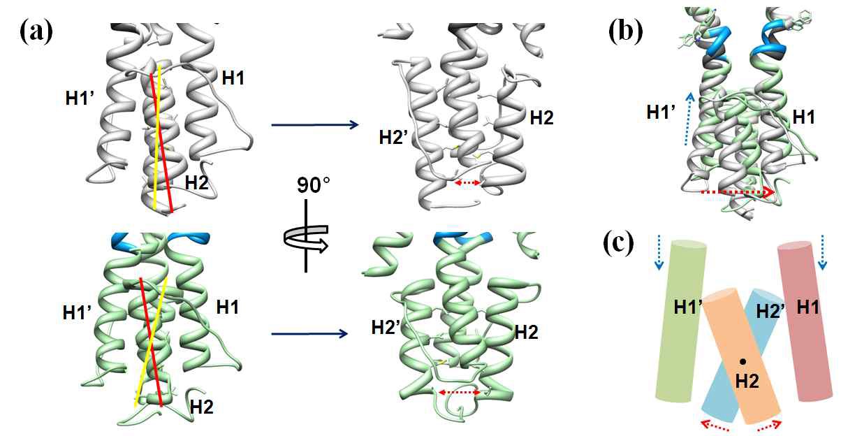 그림 3-7. Structural feature of HAMP domain in view of scissors motion