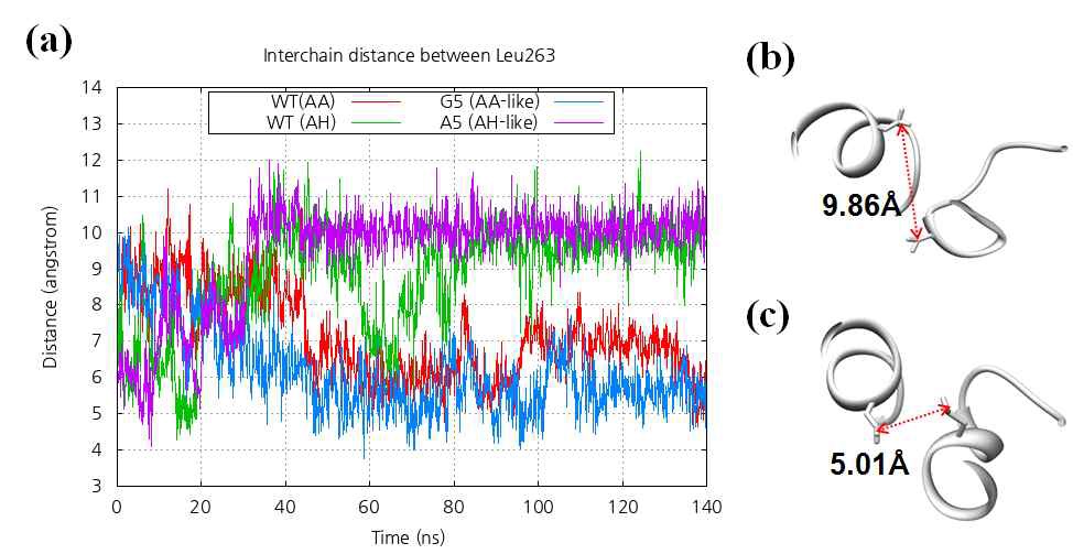 그림 3-9. (A) The interchain Cα-Cα distance between Leu263 during the four simulations are shown (WT-AA: red, WT-AH: green, G5: blue, A5: purple). On the right panel, the average conformation after 80ns simulation for C-terminal end of the prepared systems in (b) A5 and (c) G5 trajectories are shown. The Cγ-Cγ atom distance between the two Leu263 residue are noted