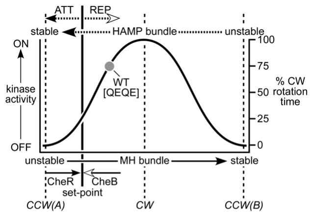 그림 1-3. HAMP 도메인의 dynamics 변화에 따른 신호 전달의 변화